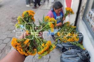 ATLIXCO . FLOR DE PERICÓN