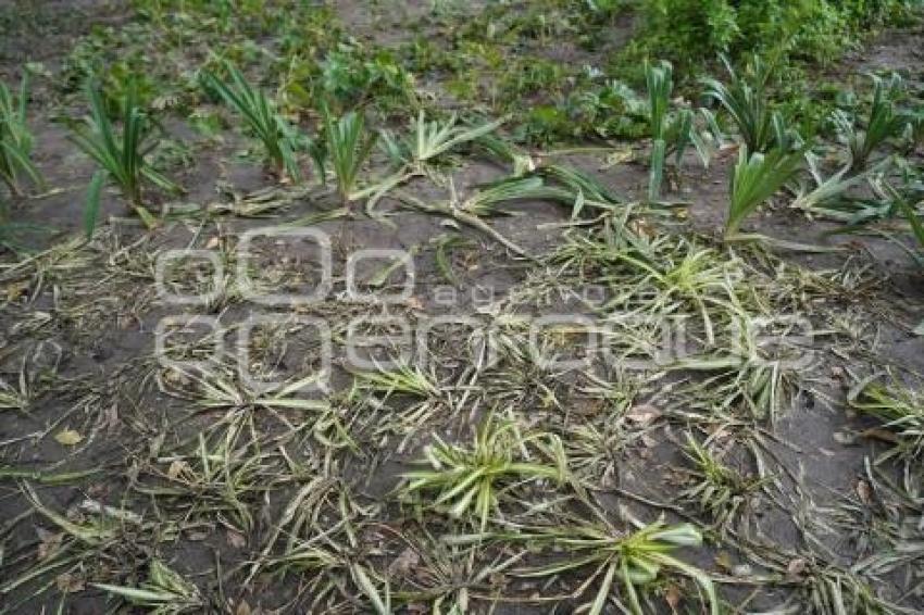 TLAXCALA . JARDINERAS DAÑADAS