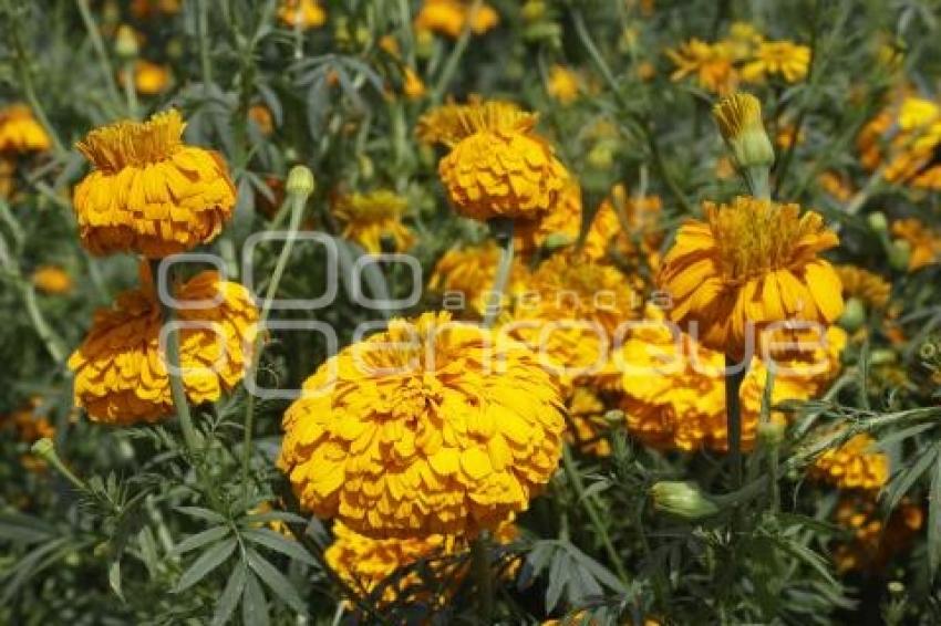 FLOR DE CEMPASÚCHIL