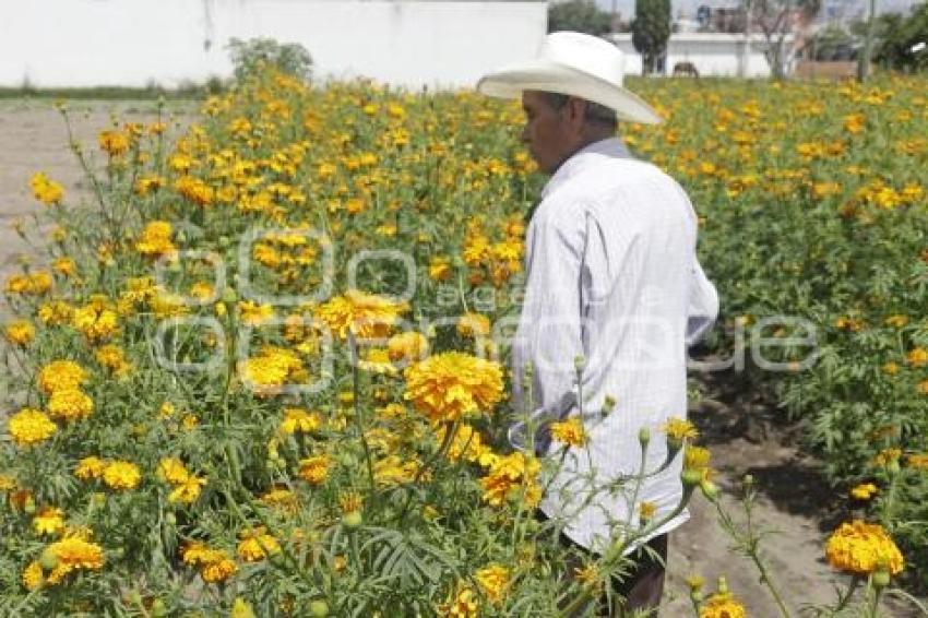 FLOR DE CEMPASÚCHIL
