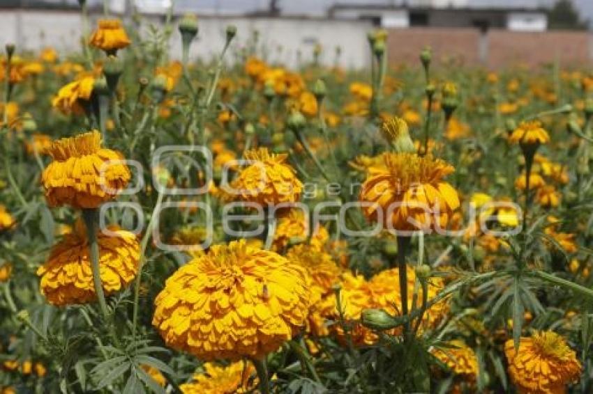 FLOR DE CEMPASÚCHIL