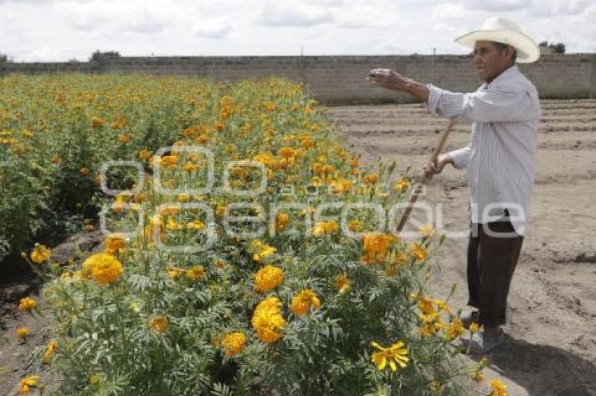 FLOR DE CEMPASÚCHIL