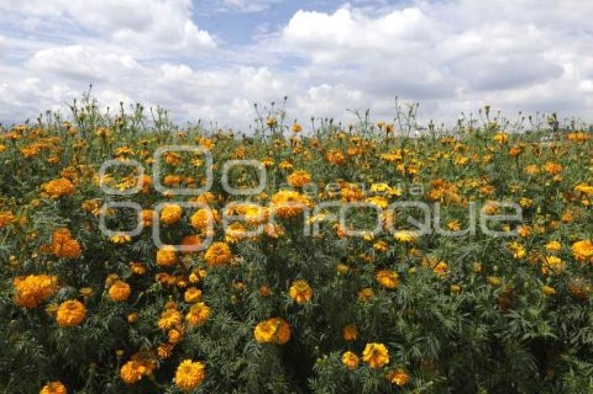 FLOR DE CEMPASÚCHIL