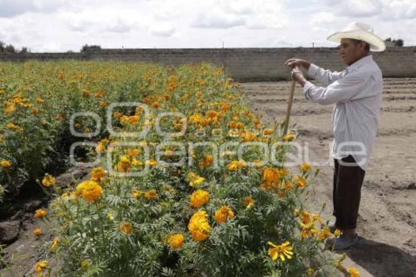 FLOR DE CEMPASÚCHIL