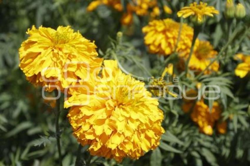 FLOR DE CEMPASÚCHIL