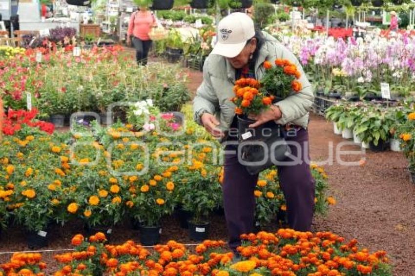 ATLIXCO . VIVEROS CEMPASÚCHIL