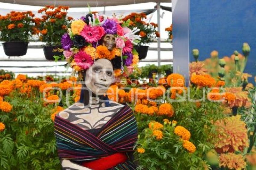 ATLIXCO . VIVEROS CEMPASÚCHIL