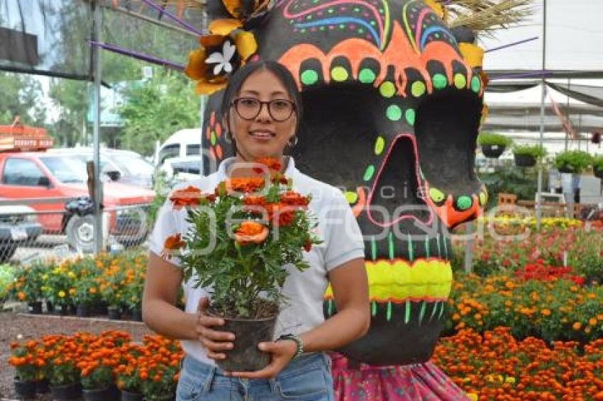 ATLIXCO . VIVEROS CEMPASÚCHIL