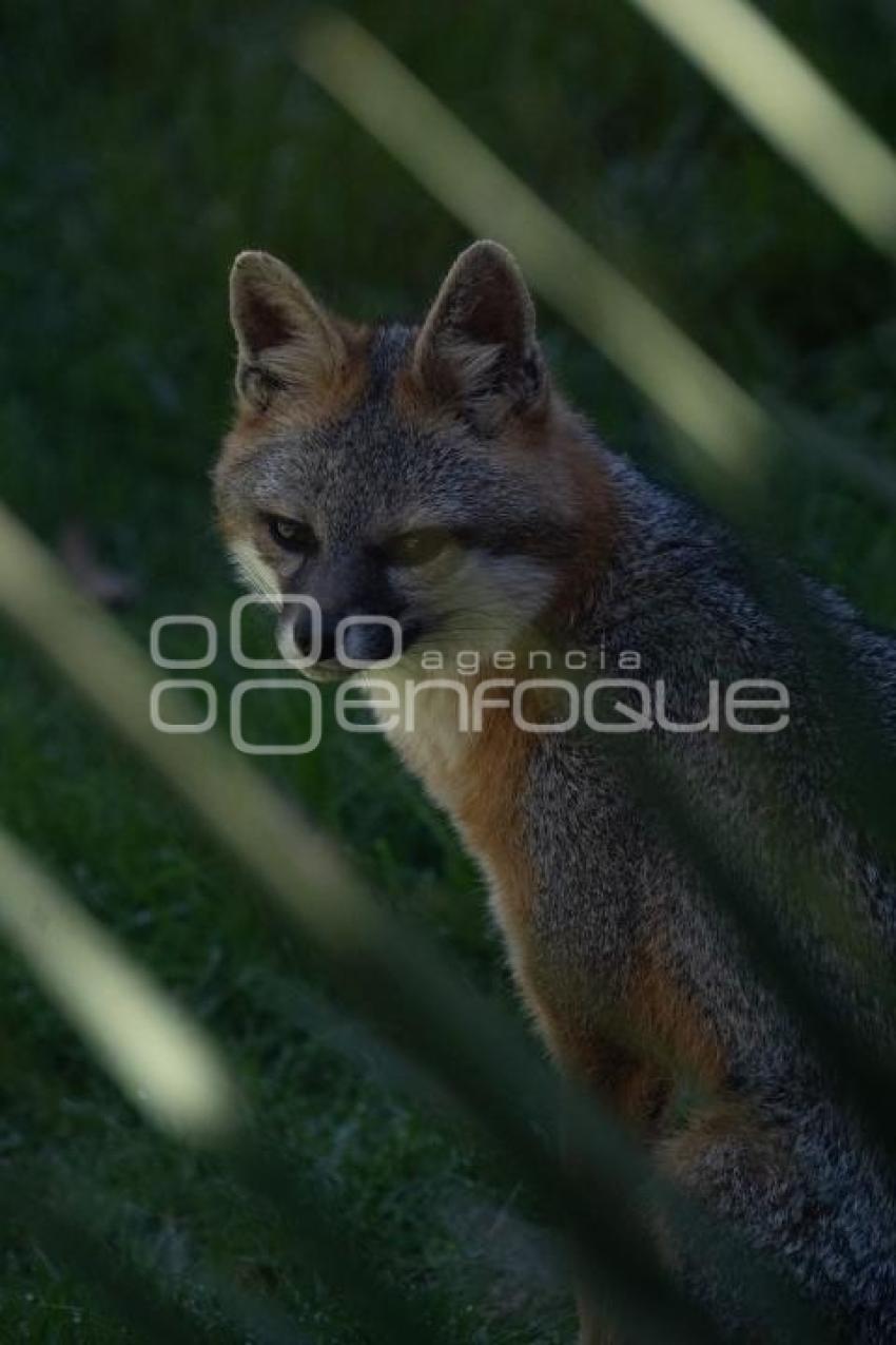 TLAXCALA . ZOOLÓGICO ALTIPLANO