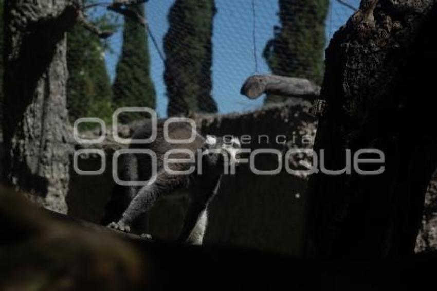 TLAXCALA . ZOOLÓGICO ALTIPLANO
