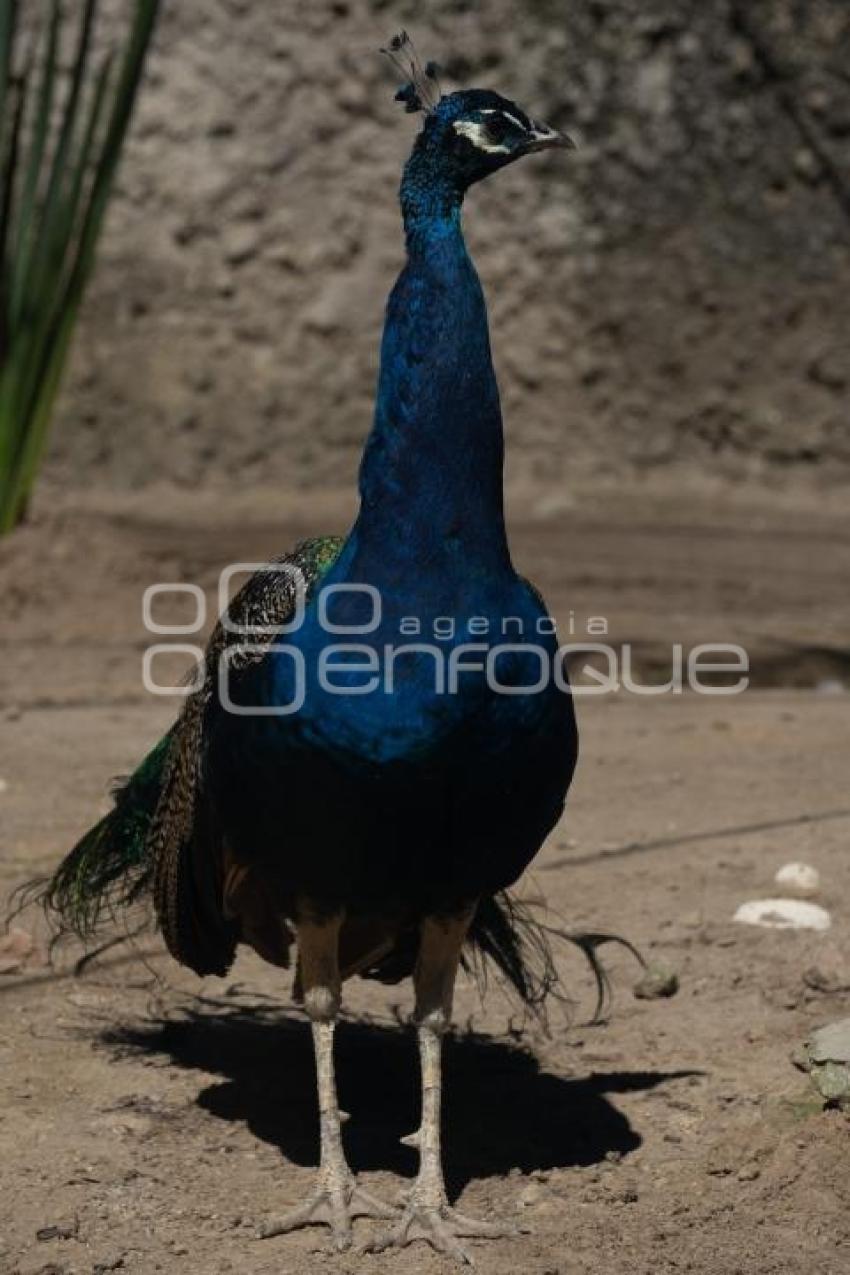 TLAXCALA . ZOOLÓGICO ALTIPLANO