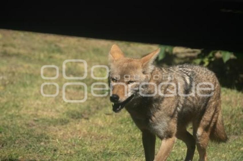 TLAXCALA . ZOOLÓGICO ALTIPLANO
