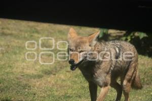 TLAXCALA . ZOOLÓGICO ALTIPLANO