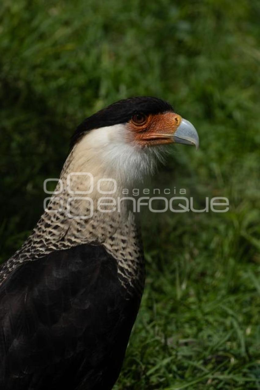 TLAXCALA . ZOOLÓGICO ALTIPLANO