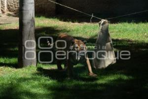 TLAXCALA . ZOOLÓGICO ALTIPLANO