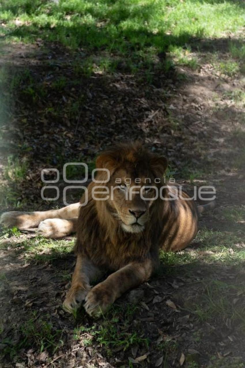 TLAXCALA . ZOOLÓGICO ALTIPLANO