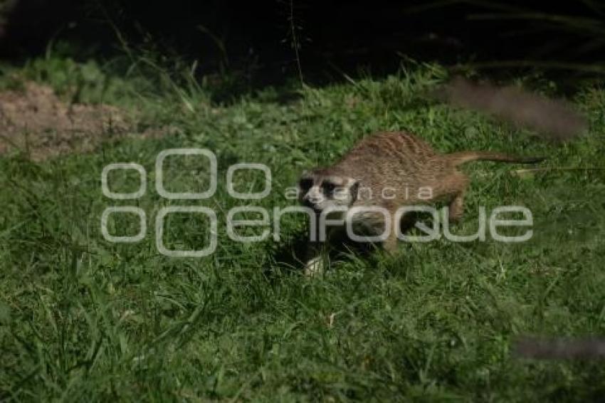 TLAXCALA . ZOOLÓGICO ALTIPLANO