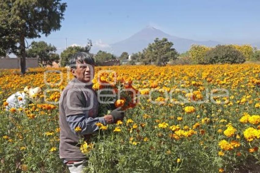 FLOR DE CEMPASÚCHIL