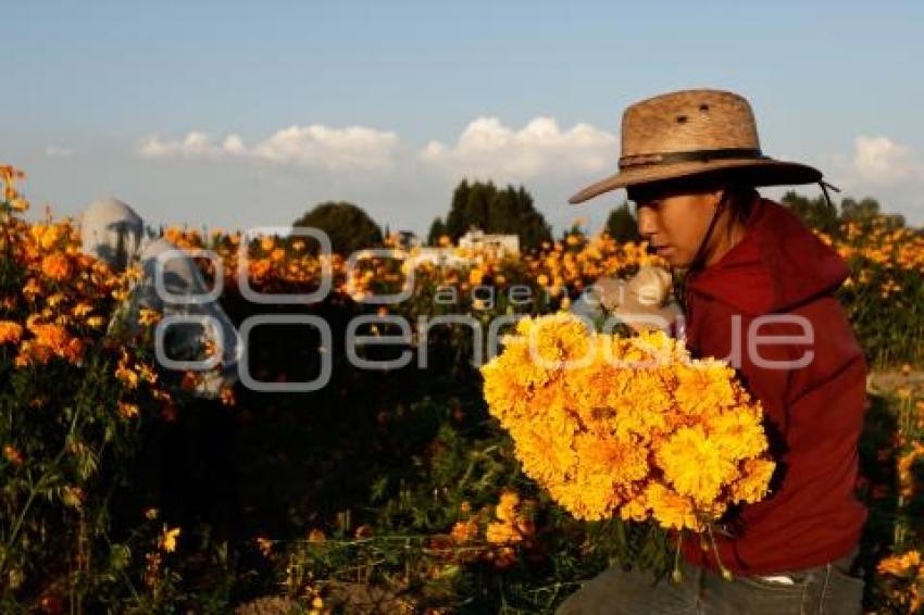 FLOR DE CEMPASÚCHIL