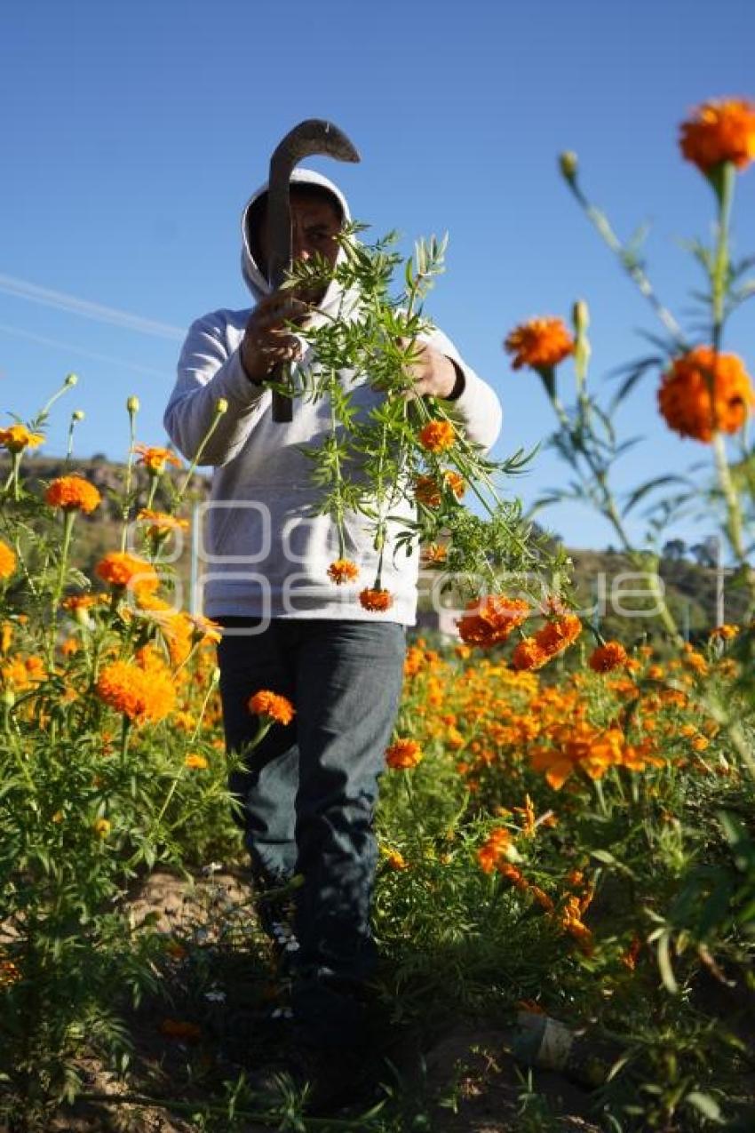 TLAXCALA . CORTA FLOR CEMPASÚCHIL
