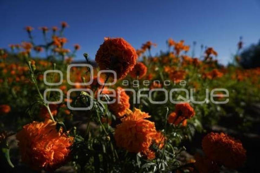 TLAXCALA . CORTA FLOR CEMPASÚCHIL