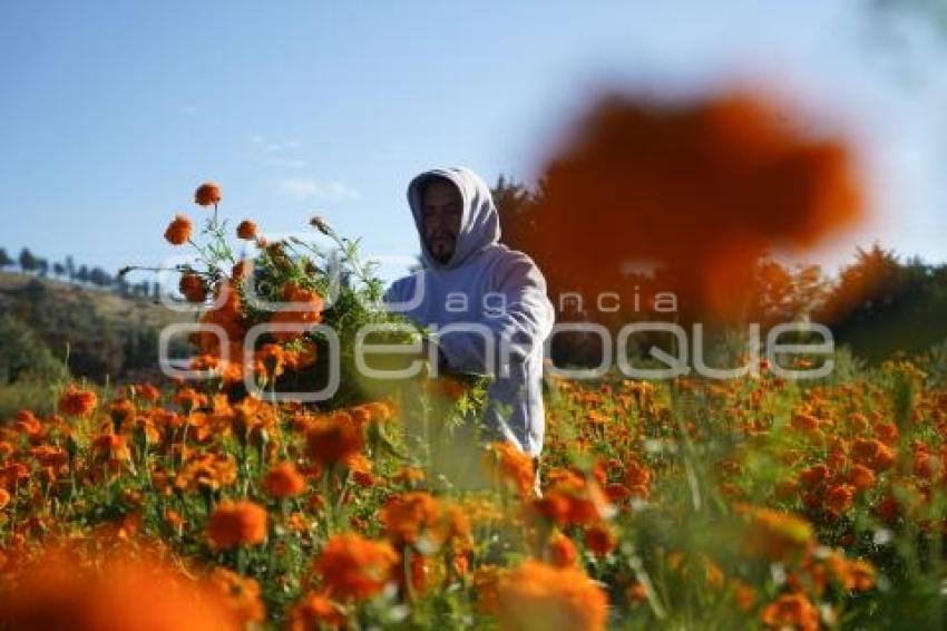 TLAXCALA . CORTA FLOR CEMPASÚCHIL