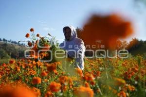 TLAXCALA . CORTA FLOR CEMPASÚCHIL