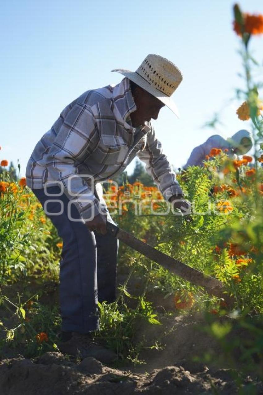 TLAXCALA . CORTA FLOR CEMPASÚCHIL
