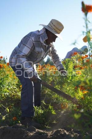 TLAXCALA . CORTA FLOR CEMPASÚCHIL