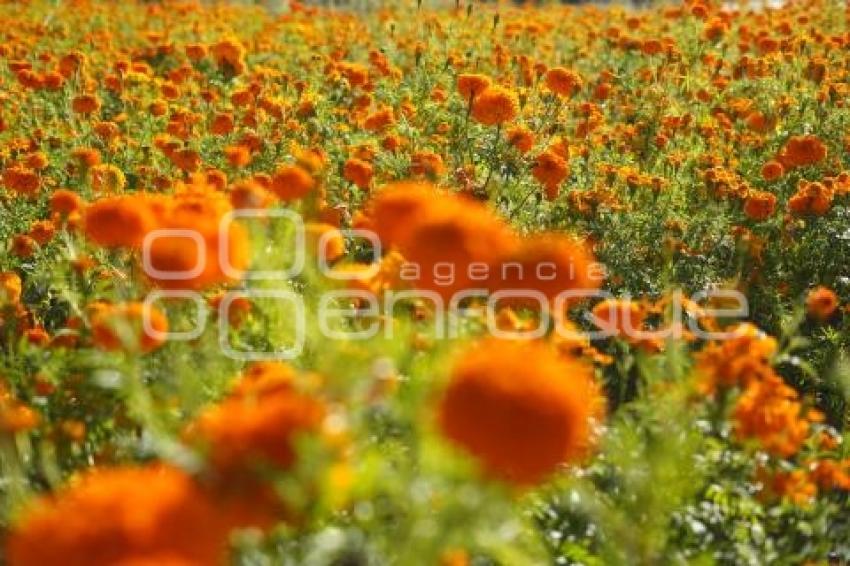 TLAXCALA . CORTA FLOR CEMPASÚCHIL