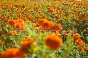 TLAXCALA . CORTA FLOR CEMPASÚCHIL