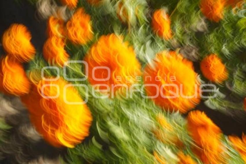 TLAXCALA . CORTA FLOR CEMPASÚCHIL