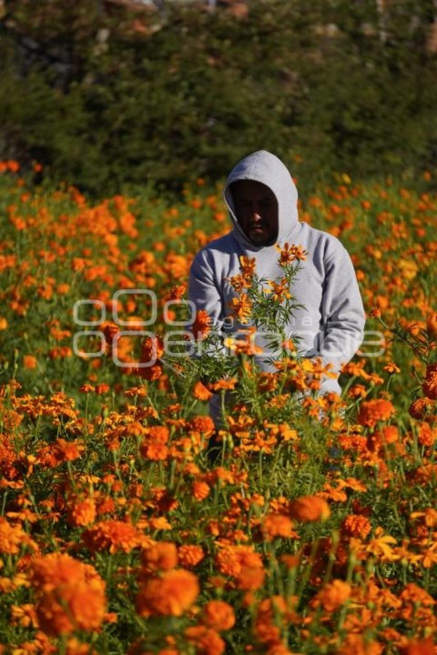 TLAXCALA . CORTA FLOR CEMPASÚCHIL