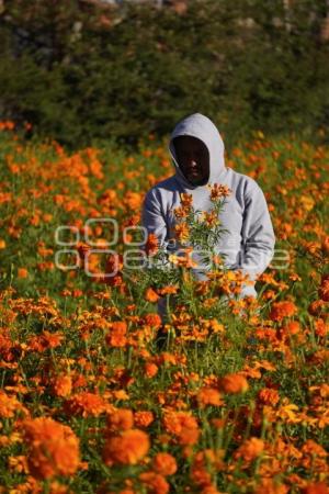 TLAXCALA . CORTA FLOR CEMPASÚCHIL
