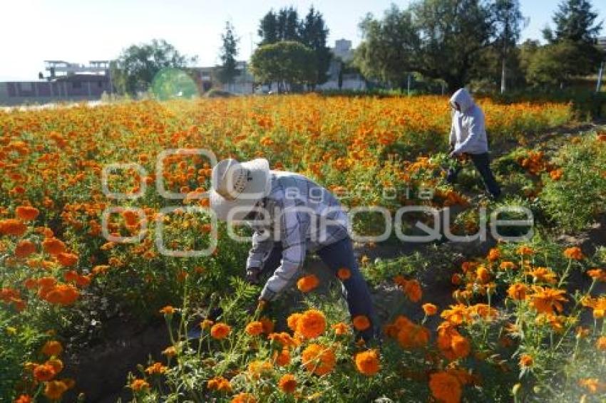 TLAXCALA . CORTA FLOR CEMPASÚCHIL