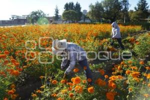 TLAXCALA . CORTA FLOR CEMPASÚCHIL