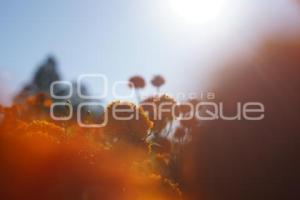 TLAXCALA . CORTA FLOR CEMPASÚCHIL