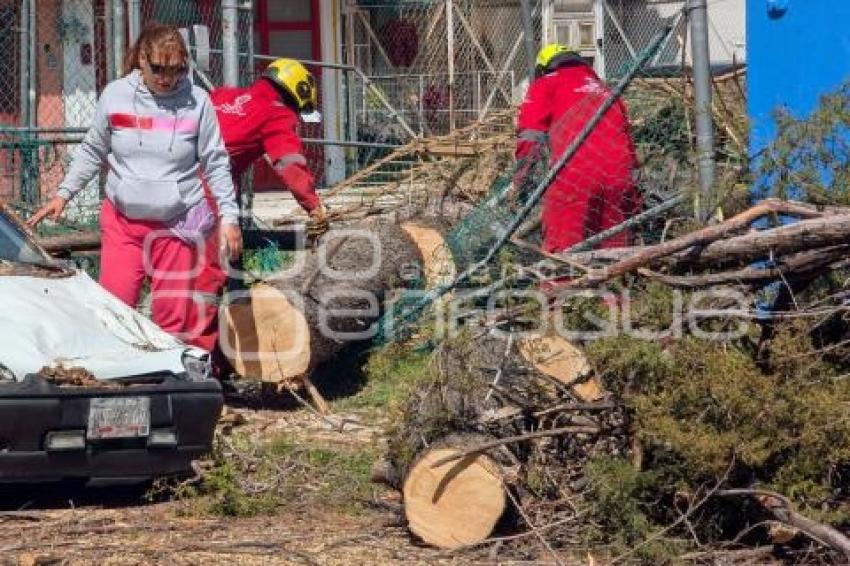 ÁRBOL CAÍDO . LAS HADAS