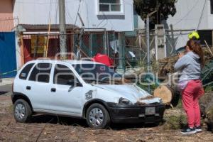 ÁRBOL CAÍDO . LAS HADAS