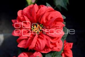 ATLIXCO . FLOR DE NOCHEBUENA