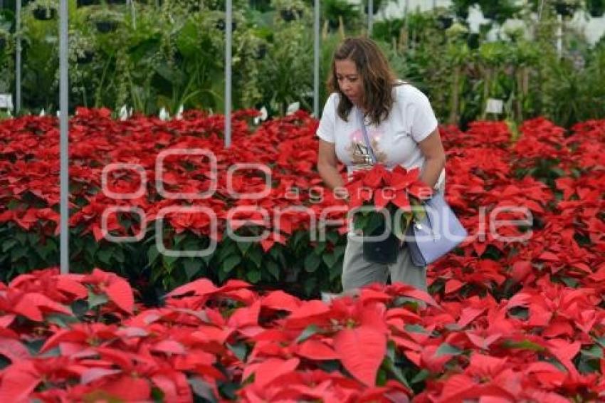 ATLIXCO . FLOR DE NOCHEBUENA