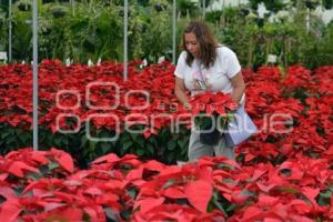 ATLIXCO . FLOR DE NOCHEBUENA