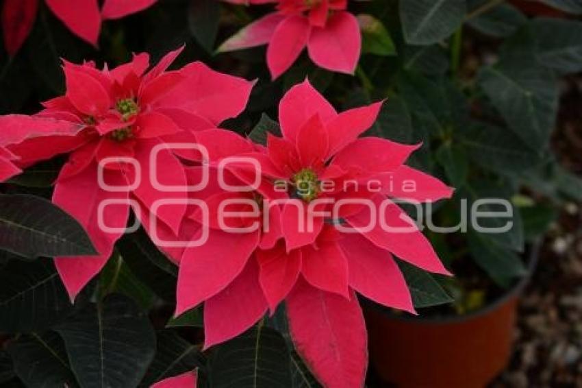 ATLIXCO . FLOR DE NOCHEBUENA