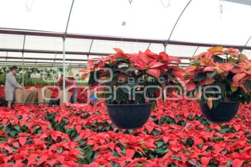 ATLIXCO . FLOR DE NOCHEBUENA