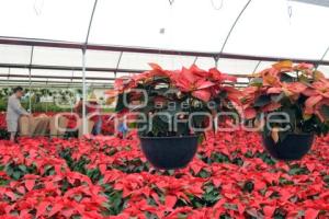 ATLIXCO . FLOR DE NOCHEBUENA