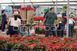 ATLIXCO . FLOR DE NOCHEBUENA