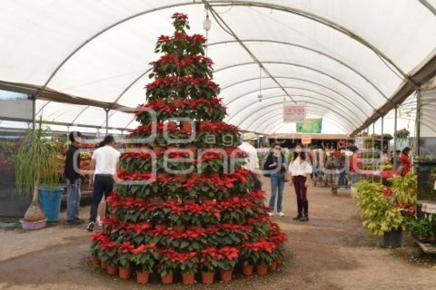 ATLIXCO . FLOR DE NOCHEBUENA