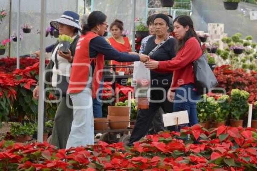 ATLIXCO . FLOR DE NOCHEBUENA