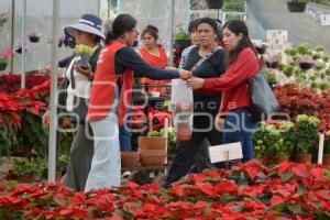 ATLIXCO . FLOR DE NOCHEBUENA