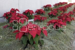 VÍA ATLIXCAYOTL . ADORNOS NAVIDEÑOS